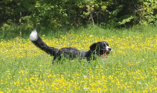 Border Collie in a yellow flower meadow