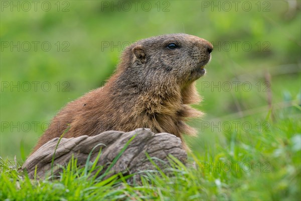 Marmot