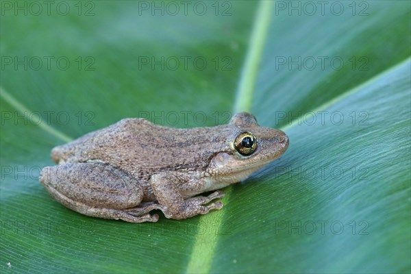 Lesser Snouted Treefrog