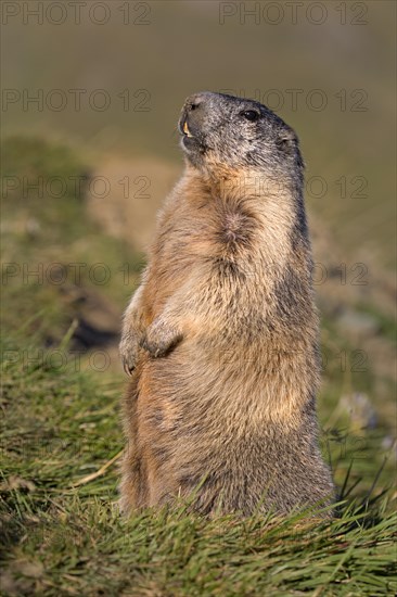 Alpine marmot