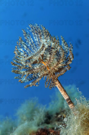 Mediterranean fanworm