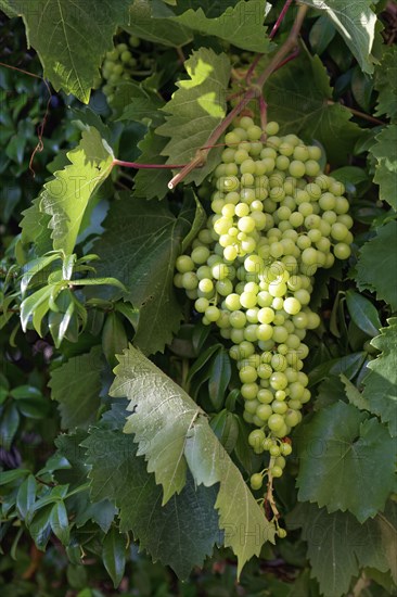 White grapes