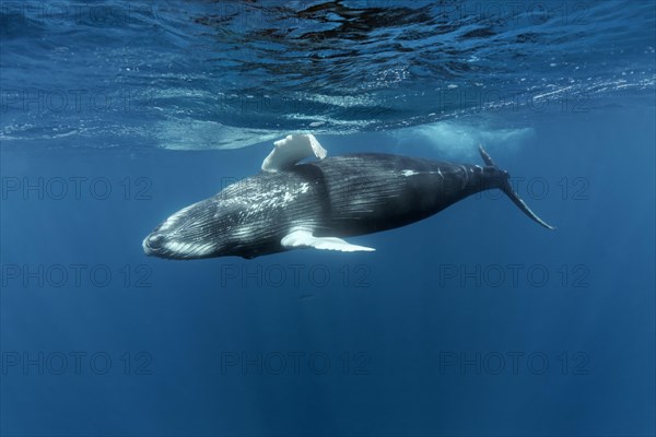 Humpback whale