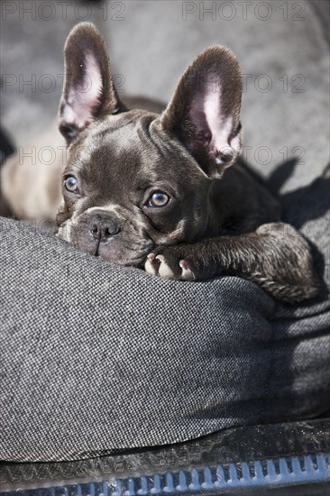 French bulldog