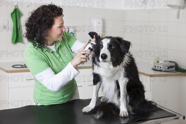 Veterinarian