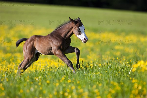 Paint Horse