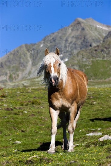 Haflinger on the mountain pasture