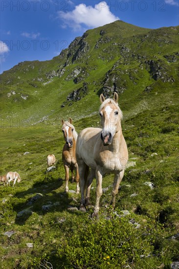 Haflinger horses on the pasture