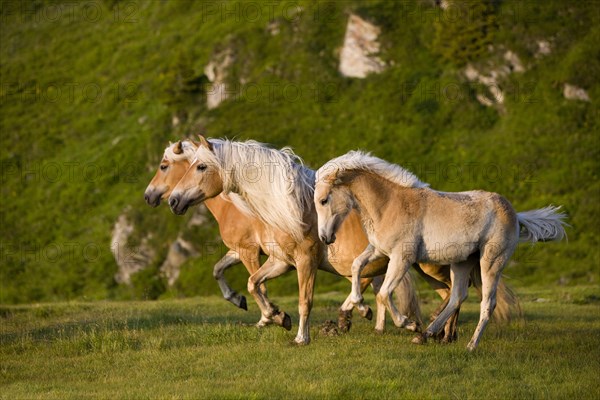 Haflinger horses on pasture