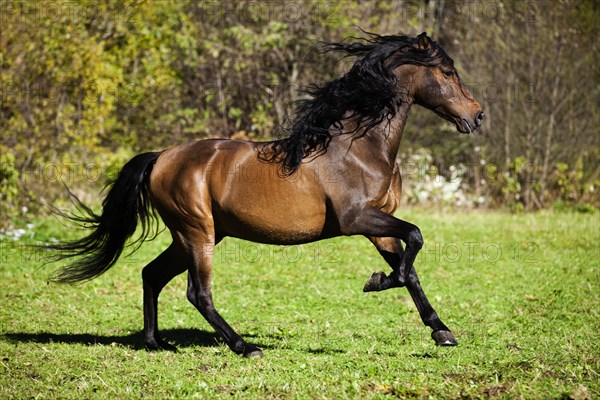 Brown PRE horse galloping across a meadow