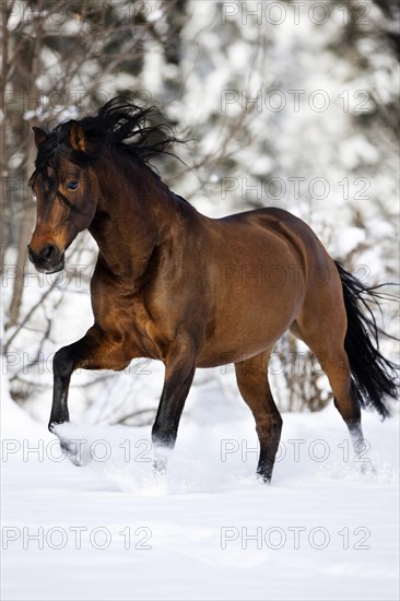 PRE brown horse galloping through the snow in winter