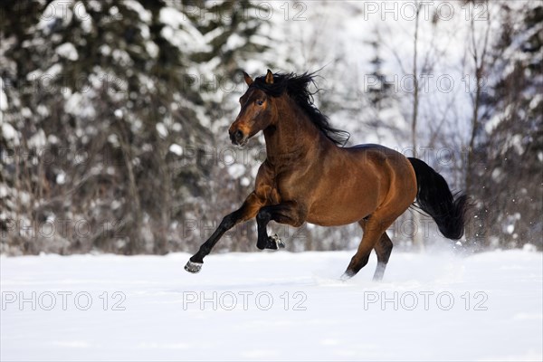 PRE brown horse galloping through the snow in winter