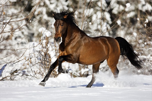 PRE brown horse galloping through the snow in winter