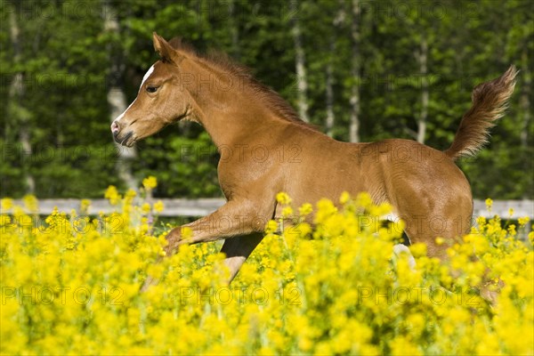 Purebred Arabian foal galloping in a flower meadow