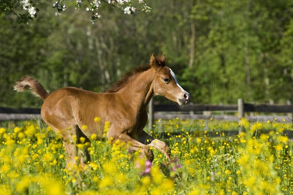 Purebred Arabian foal galloping in a flower meadow