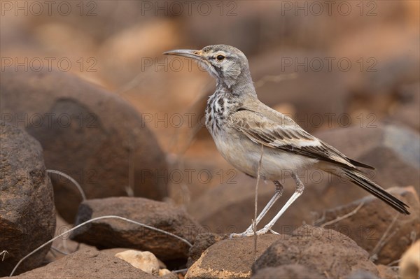 Greater Hoopoe-Lark