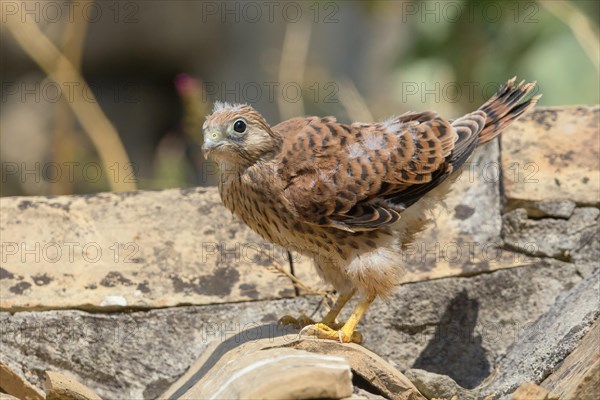 Lesser Kestrel