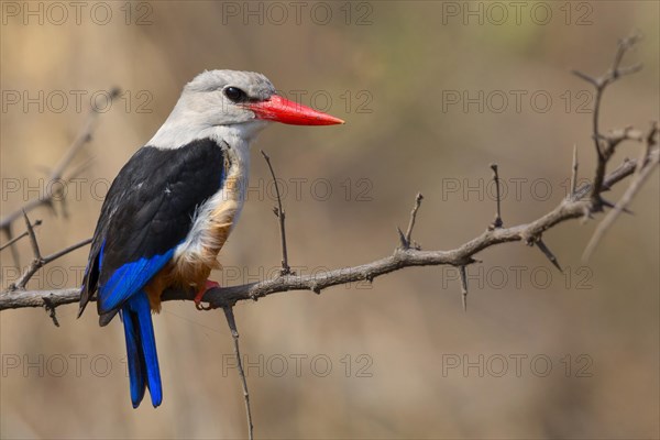 Grey-headed Kingfisher