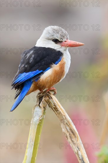 Grey-headed Kingfisher