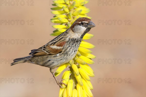 Spanish Sparrow