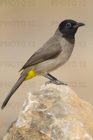 White-spectacled Bulbul