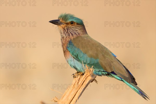 Indian Roller