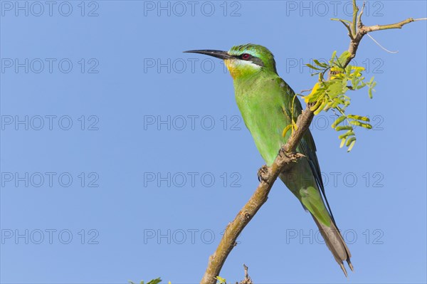 Blue-cheeked Bee-eater