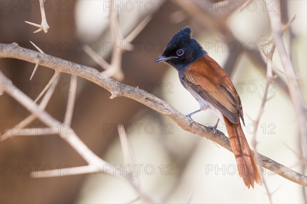 African Paradise Flycatcher