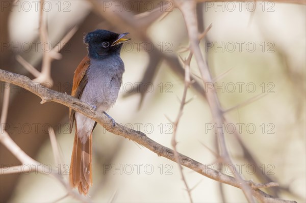 African Paradise Flycatcher