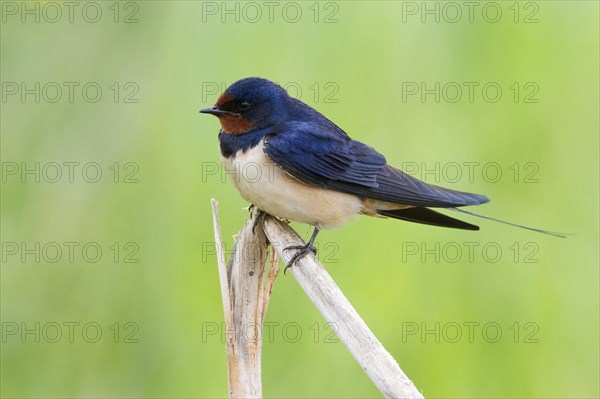 Barn Swallow