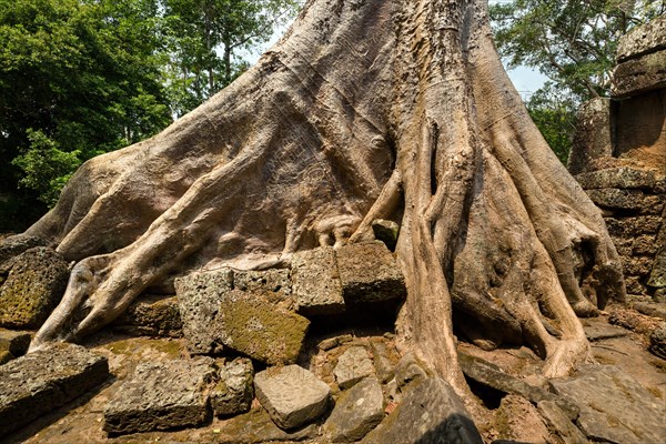 False Hemp Tree