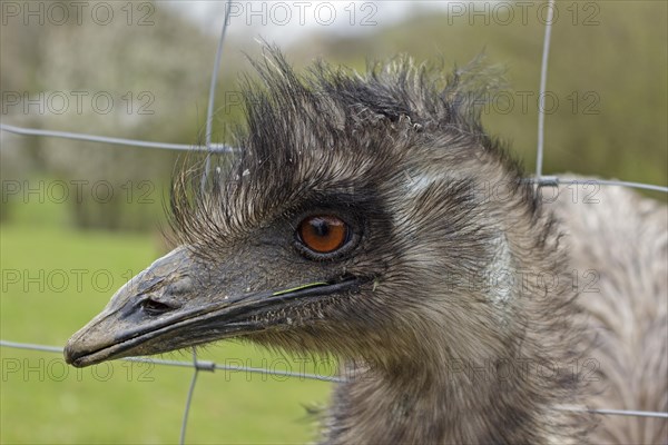 Emu