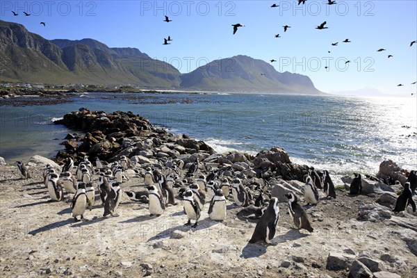 African Penguin