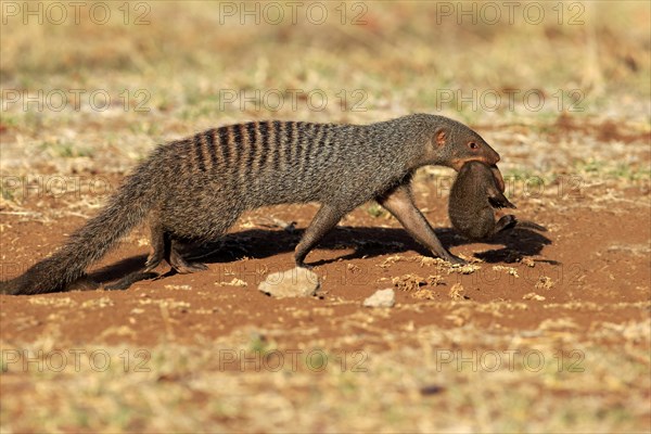 Banded Mongoose