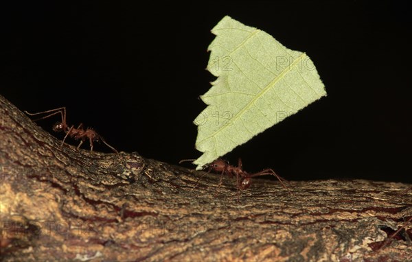 Leafcutter ants