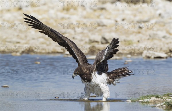 Martial eagle