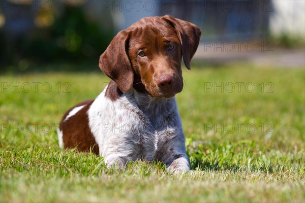 Munsterlander mixed breed puppy