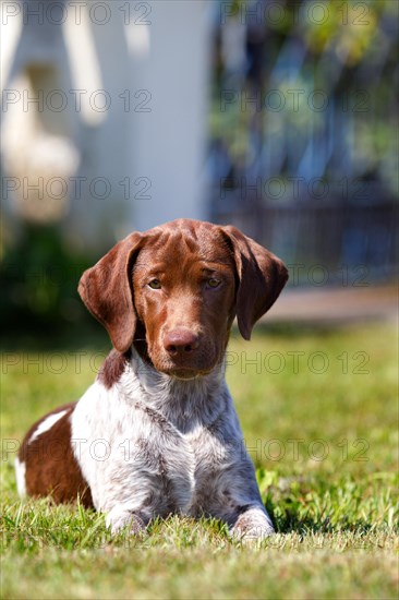 Munsterlander mixed breed puppy