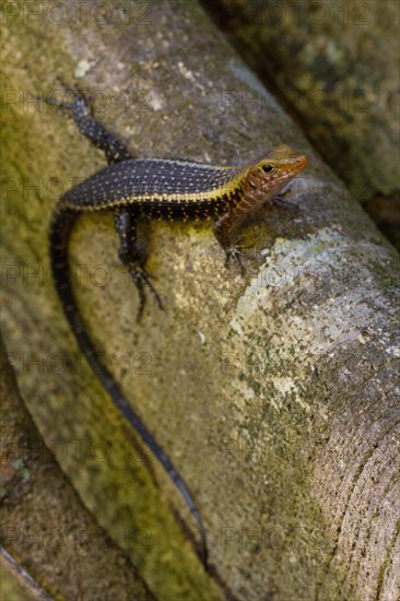 Western Girdled Lizard