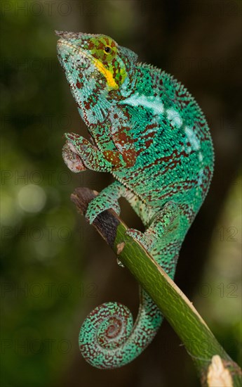 Panther chameleon