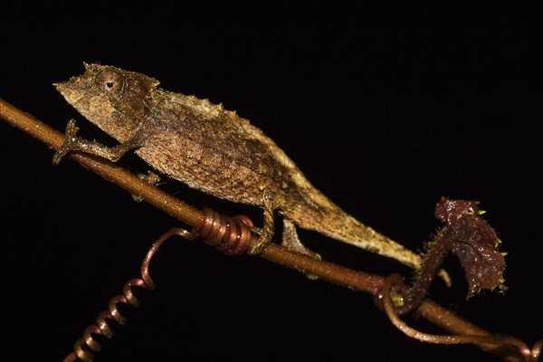 Elongate leaf chameleon