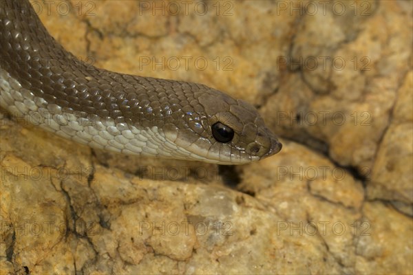 Blonde hognose snake