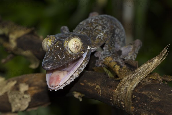 Mossy leaf-tailed gecko