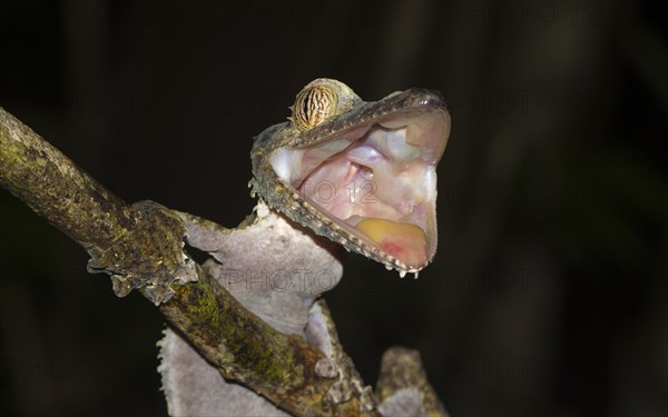 Mossy leaf-tailed gecko