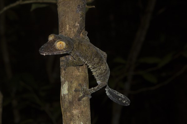 Mossy leaf-tailed gecko