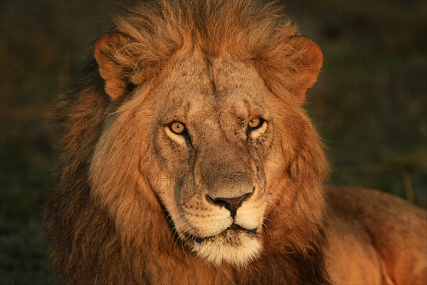 Portrait of a male lion