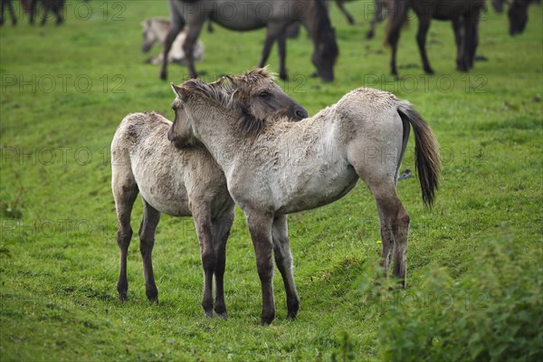 Dulmen ponies