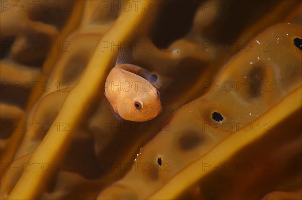 Baby Smooth lumpfish (Aptocyclus ventricosus)