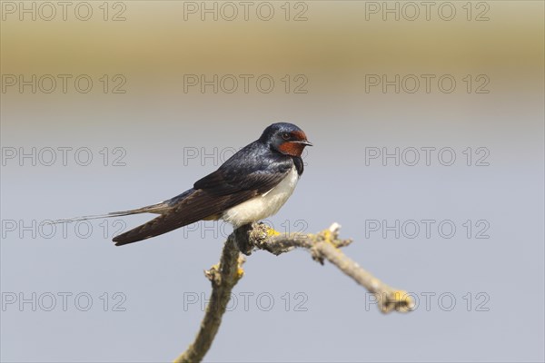 Barn Swallow (Hirundo rustica) perched on a branch