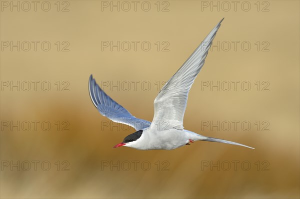 Arctic Arctic Tern (SArctic Terna paradisaea)